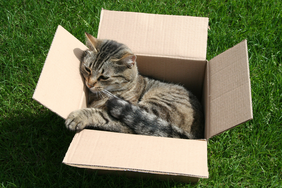 2533664443_8e3ce4dd2e_o Tips For Moving With Pets Orlando | Central Florida